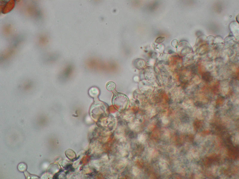 Val Cama - Canton Ticino (Svizzera)